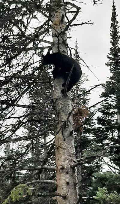 image: black bear in tree