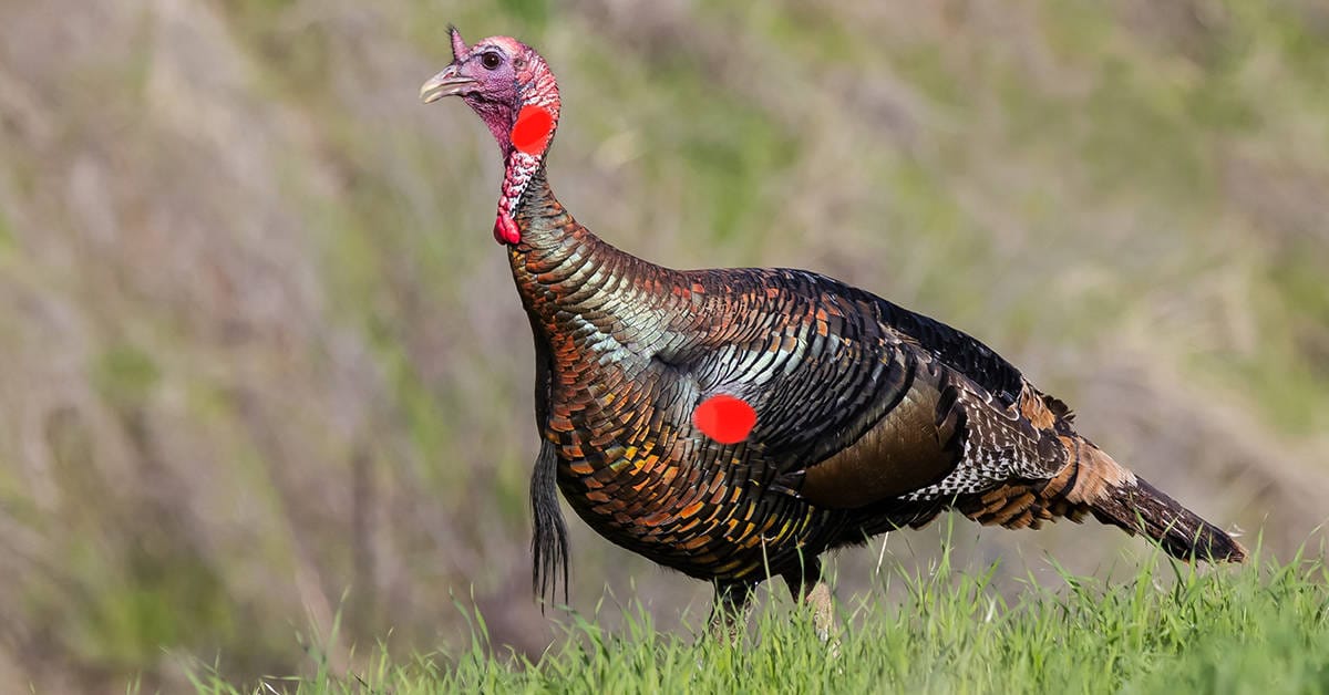 image of 2 areas to shoot and kill a turkey with a bow.