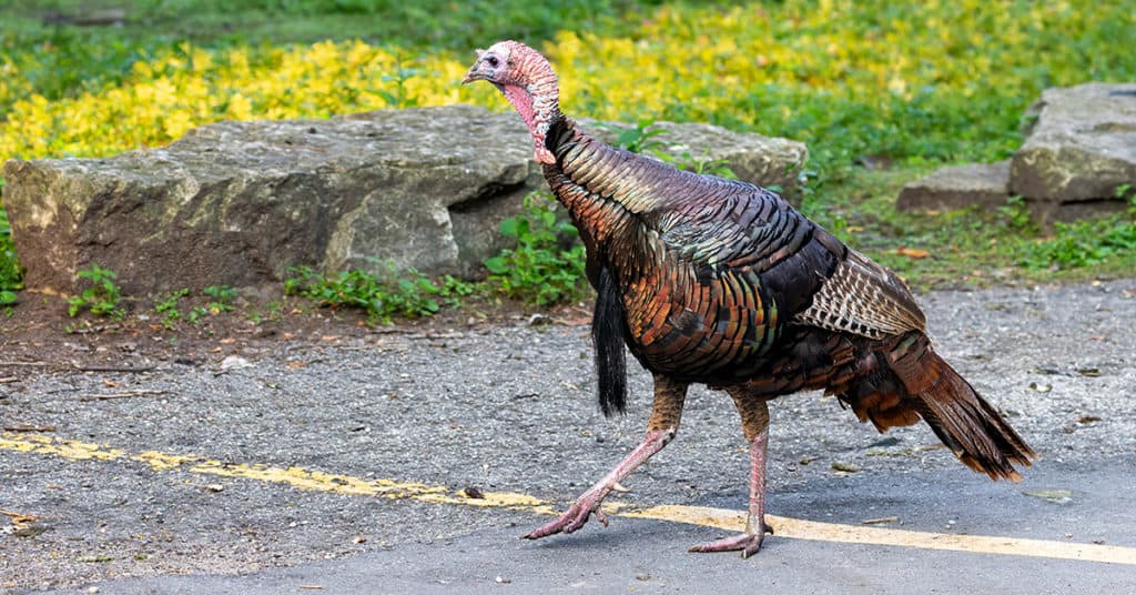 image: wild turkey on road