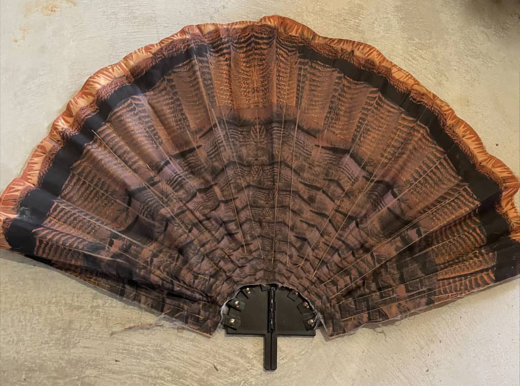 image: collapsible turkey fan