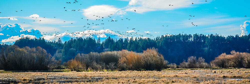 image_Billy Frank Jr. Nisqually National Wildlife Refuge