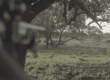 image: hunter aiming at axis deer