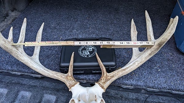 image: whitetail antlers inside spread