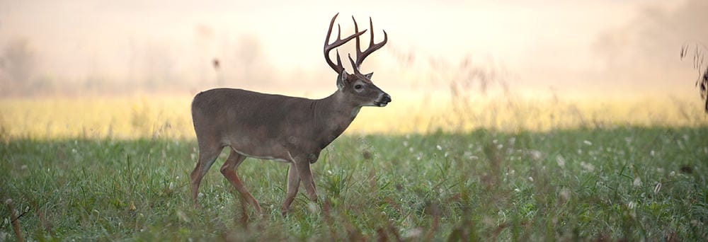 whitetail How to Score a Deer