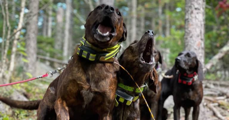 hounds_hunting