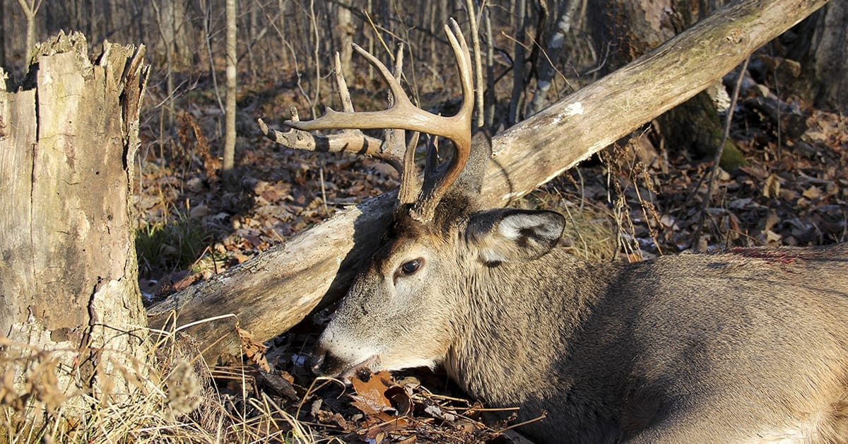 Trophy,Wisconsin,Whitetail,Buck,On,The,Ground,In,A,Forest
