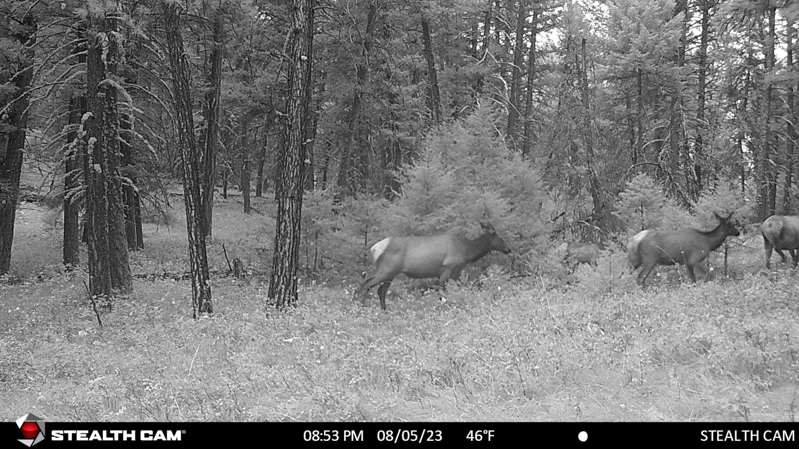 image: elk on stealth cam