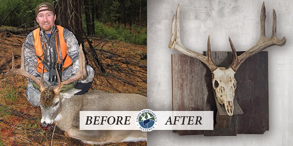 image: deer before and after Euro mount
