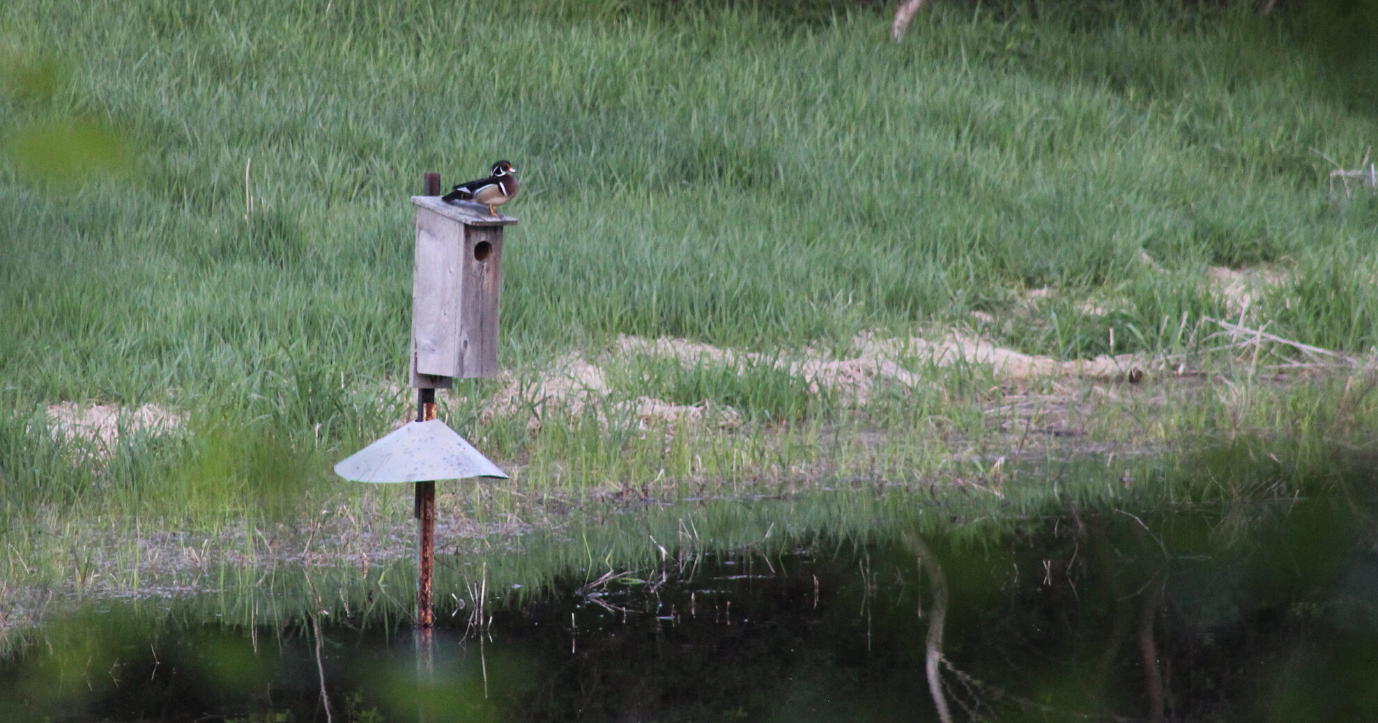 Wood Duck on box