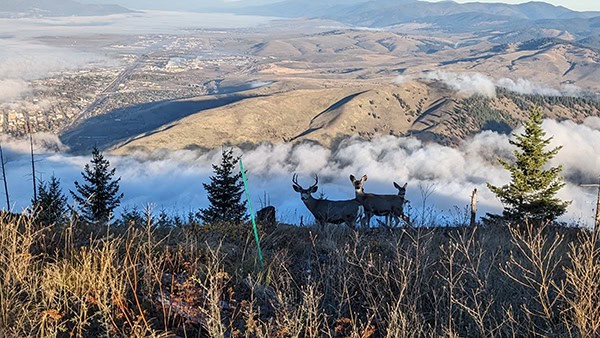 image: mule deer at high elevation