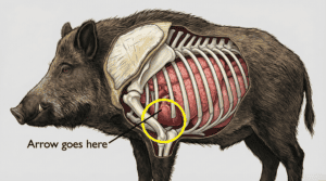 Bow shot placement on hogs