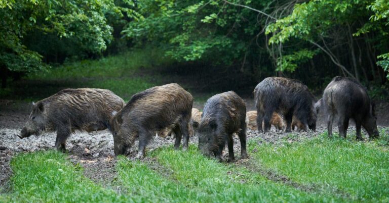 Wild hogs