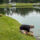 Volunteer snagging a fish